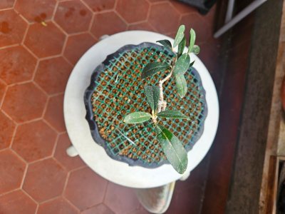 OLIVO EUROPEO