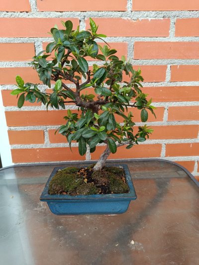 Espino de fuego/ pyracantha