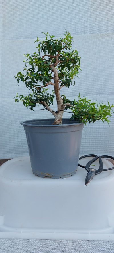 Mirto