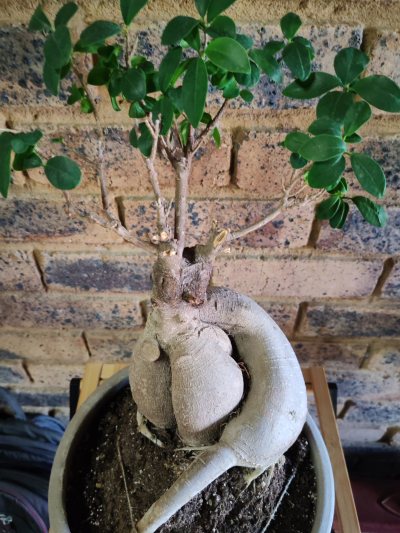 Ginseng ficus