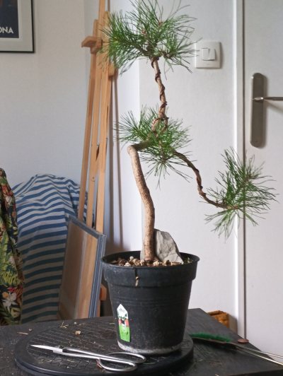 Pin Sylvestre 3