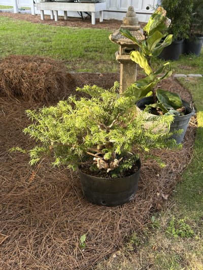Harrington yew driftwood