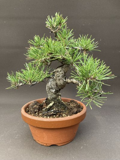Shohin pin noir