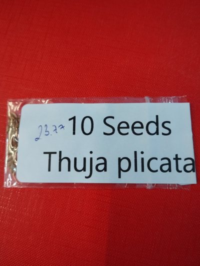 Туя складчатая, или Красный кедр семена
