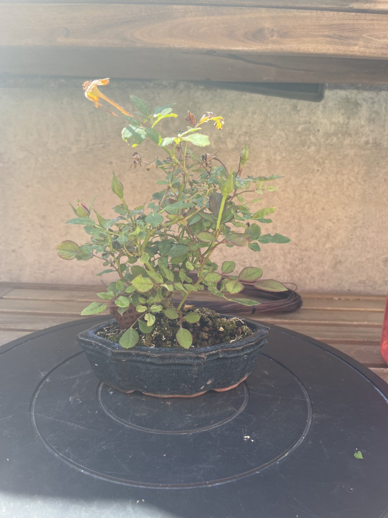 Photo 11