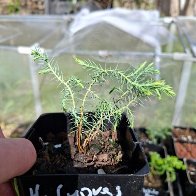 Himalayan Cypress 1