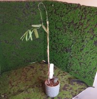 পুনরায় রোপণ - ৮/১২/২৫ - Photo 1/1