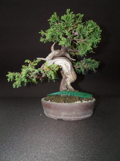 Shohin genévrier itoigawa