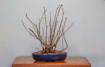 marmelo Japonês Chaenomeles japonica