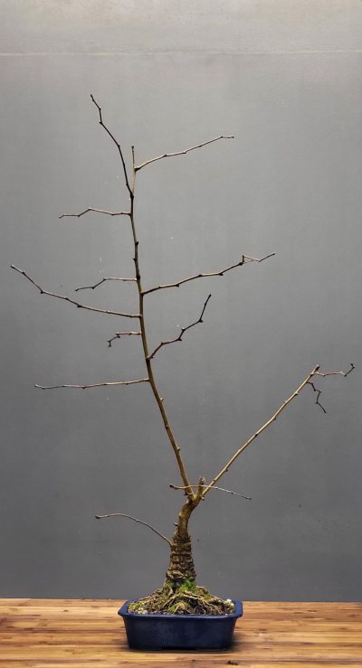 Ginkgo #1