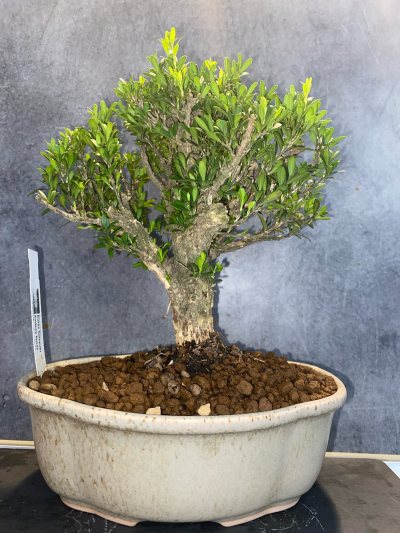 Buxus Harlandii