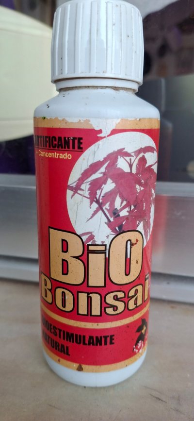 Bonsai_56