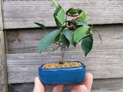 Ficus mame