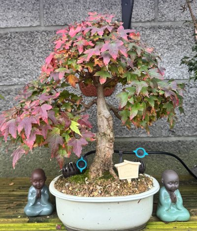 Acer buerger