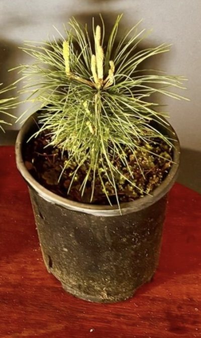 Japanese White Pine