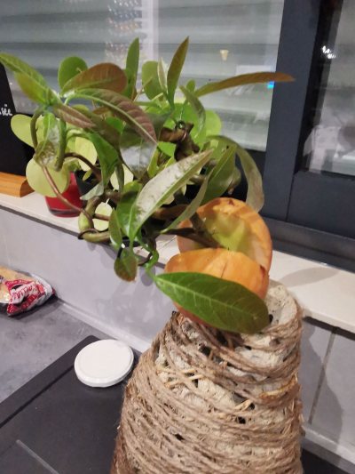 Avocatier