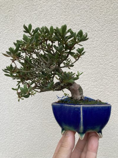 Shohin azalée