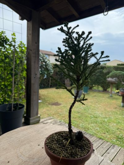 Cryptomeria japonica