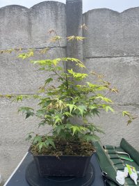 Beschneiden - 08.06.26 - Photo 1/2