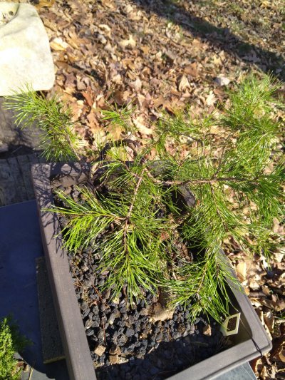 Virginia Pine, Snake Root, Yamadory