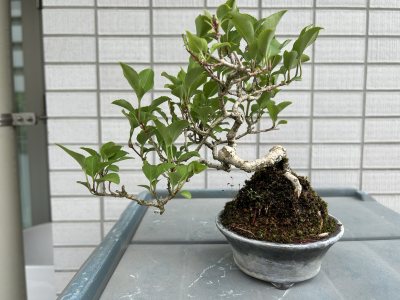 ツルウメモドキ