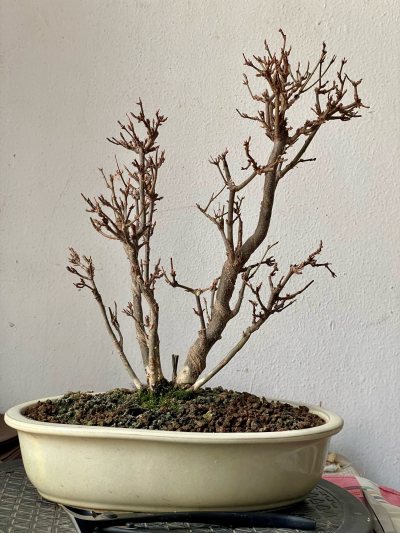 Acer buergerianum multi troncs