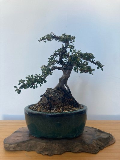 Rooty Rock