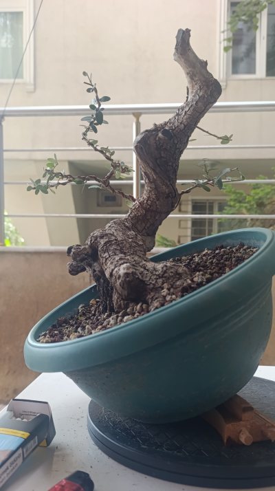 Zeytin arsen