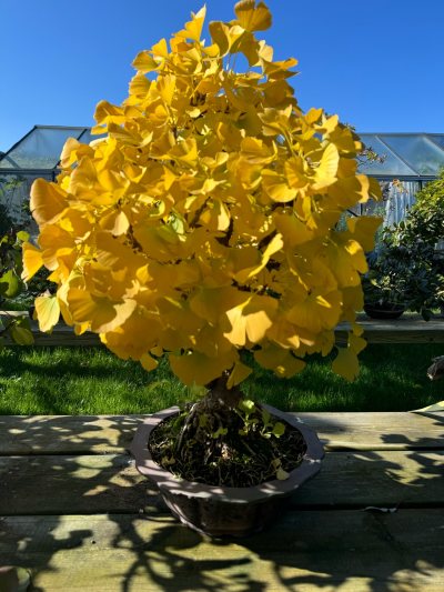 Ginkgo biloba