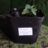 Transplante - 21/05/2026 - Photo 1/1