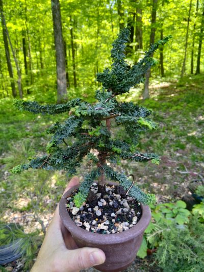 Sekka Hinoki