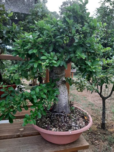 Gros pyracantha