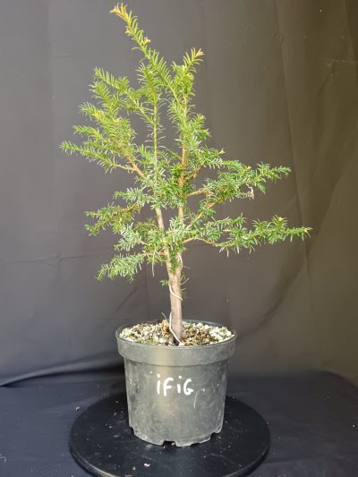 Yfig