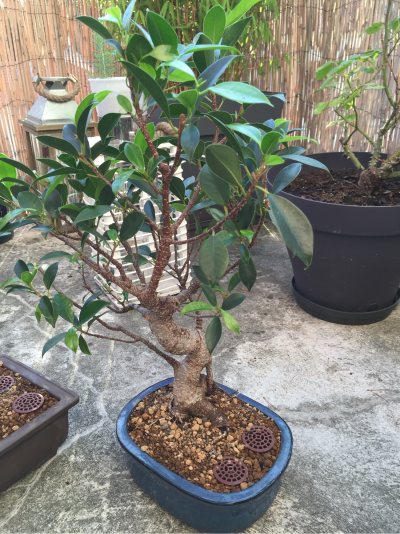Ficus