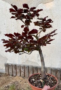 Beschneiden - 05.06.22 - Photo 1/1