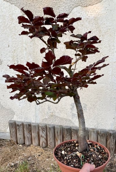 Hêtre pourpre