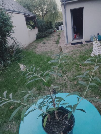 Arbre aux papillons