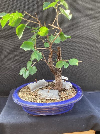 Prunus Mahaleb 10