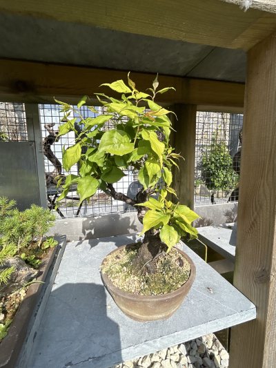 Prunus mume