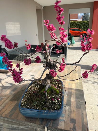 Prunus mume