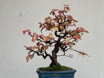 Shohin Charme de Corée