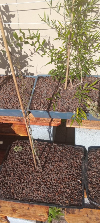 Koorsboom