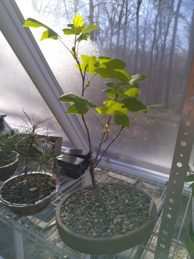 Yellow Poplar, shallow pot