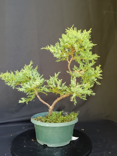 Chinensis