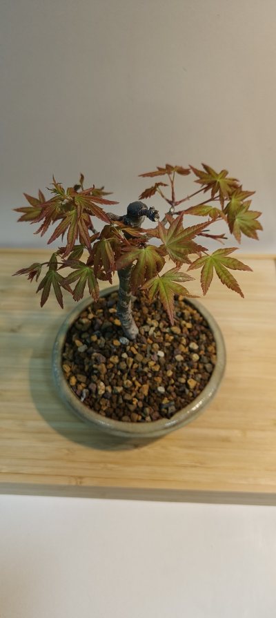arce palmatum acodo 2023