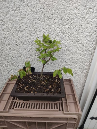 Hêtre commun x3