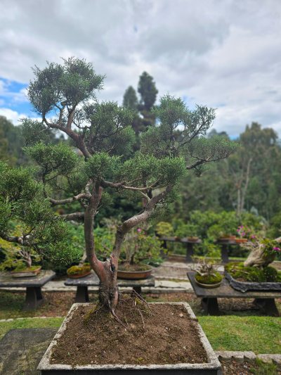 Árbol Cipres Terraza 1