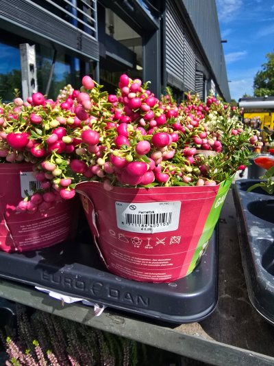 Gaultheria