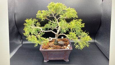 #21 Juniperus chinensis