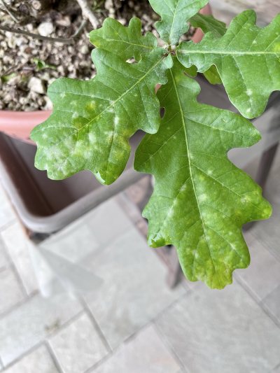 Quercia ALE